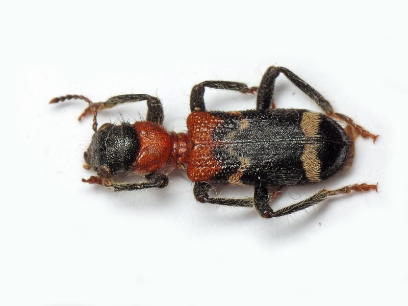 Thanasimus formicarius (Linnaeus, 1758)